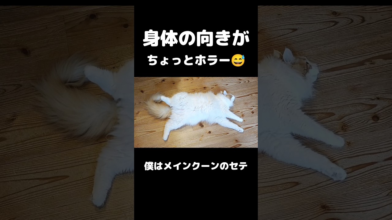 小さめな白ライオン #猫のいる暮らし #猫 #メインクーン