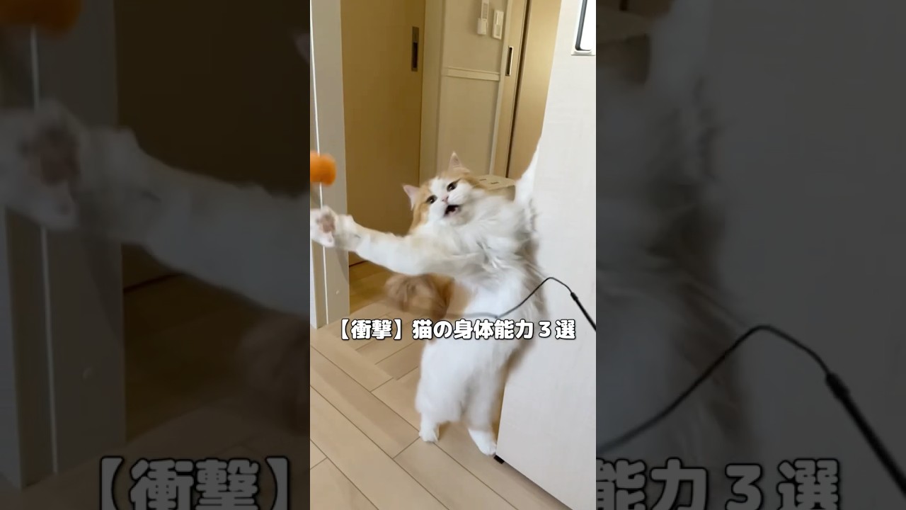 【衝撃】猫のスゴい身体能力3選🐾#サイベリアン #cat #ねこのいる生活 #猫のいる暮らし #猫アレルギー