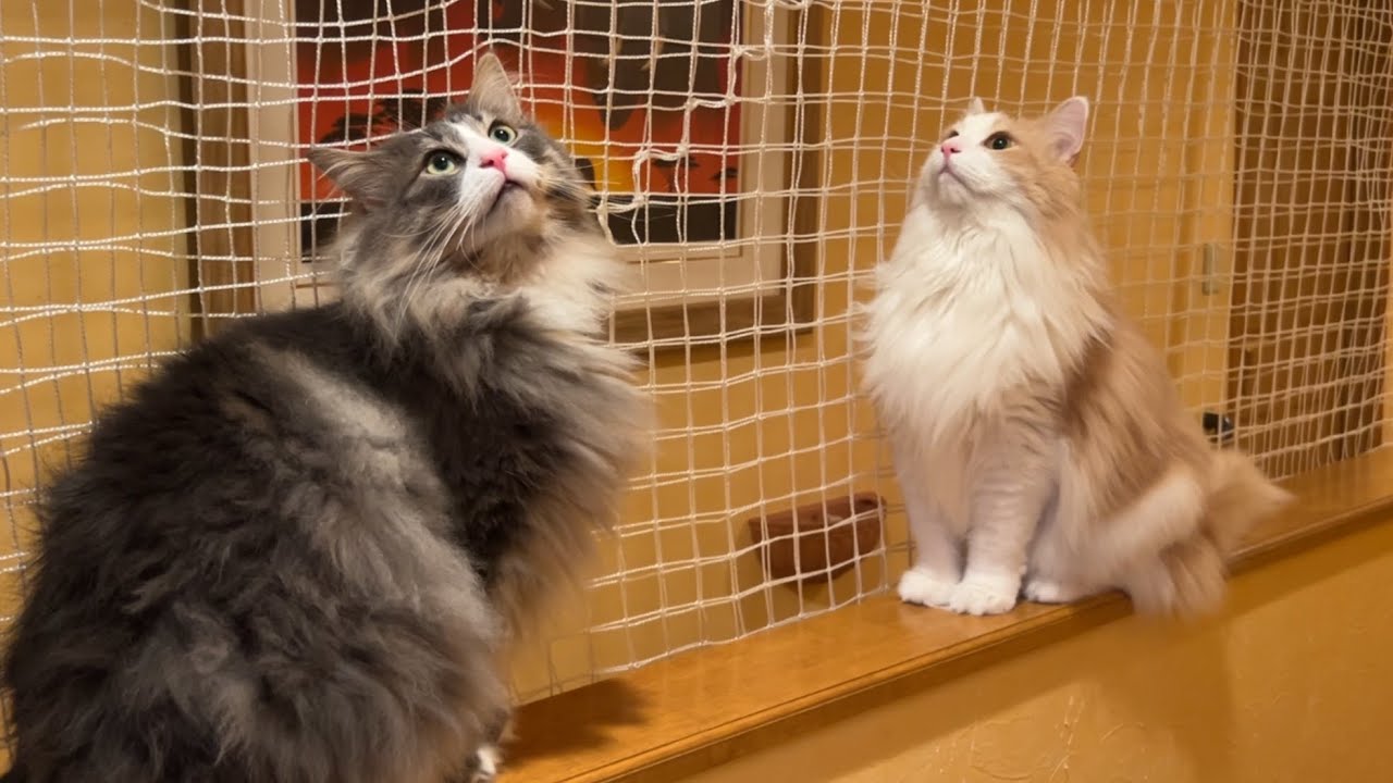 【かわいい🩷】廊下の塀でこんにちは♪ノルウェージャンフォレストキャットとターキッシュアンゴラ