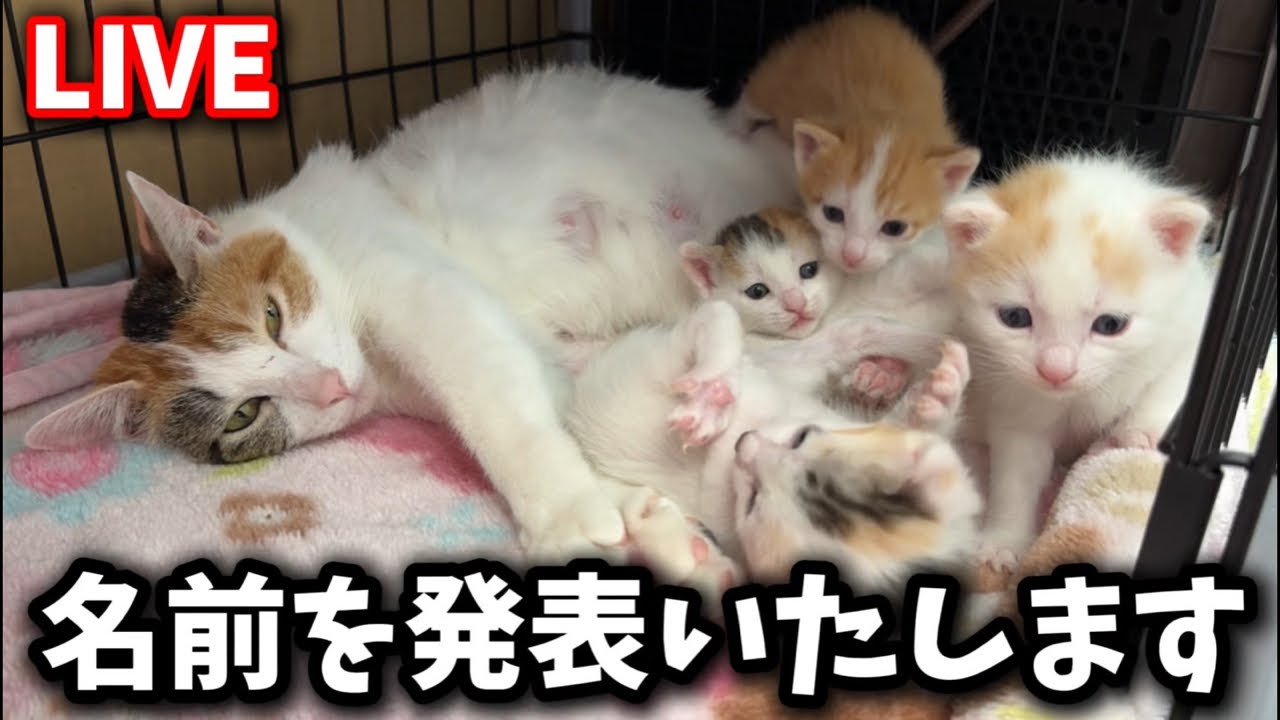生後三週間の子猫たちのお名前を発表いたします🎉