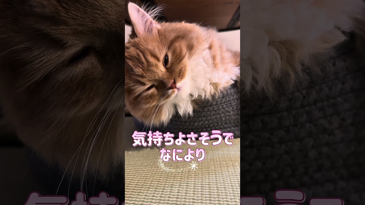 すばらしき体幹  #猫 #子猫 #かわいい #猫動画 #cat #スコティッシュフォールド