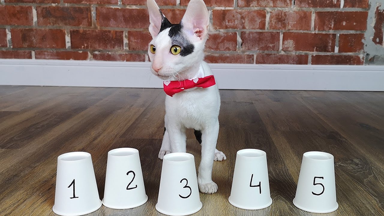 Cat challenge SHELL GAME Cornish Rex cat vs Don Sphynx cat. Who is smarter?