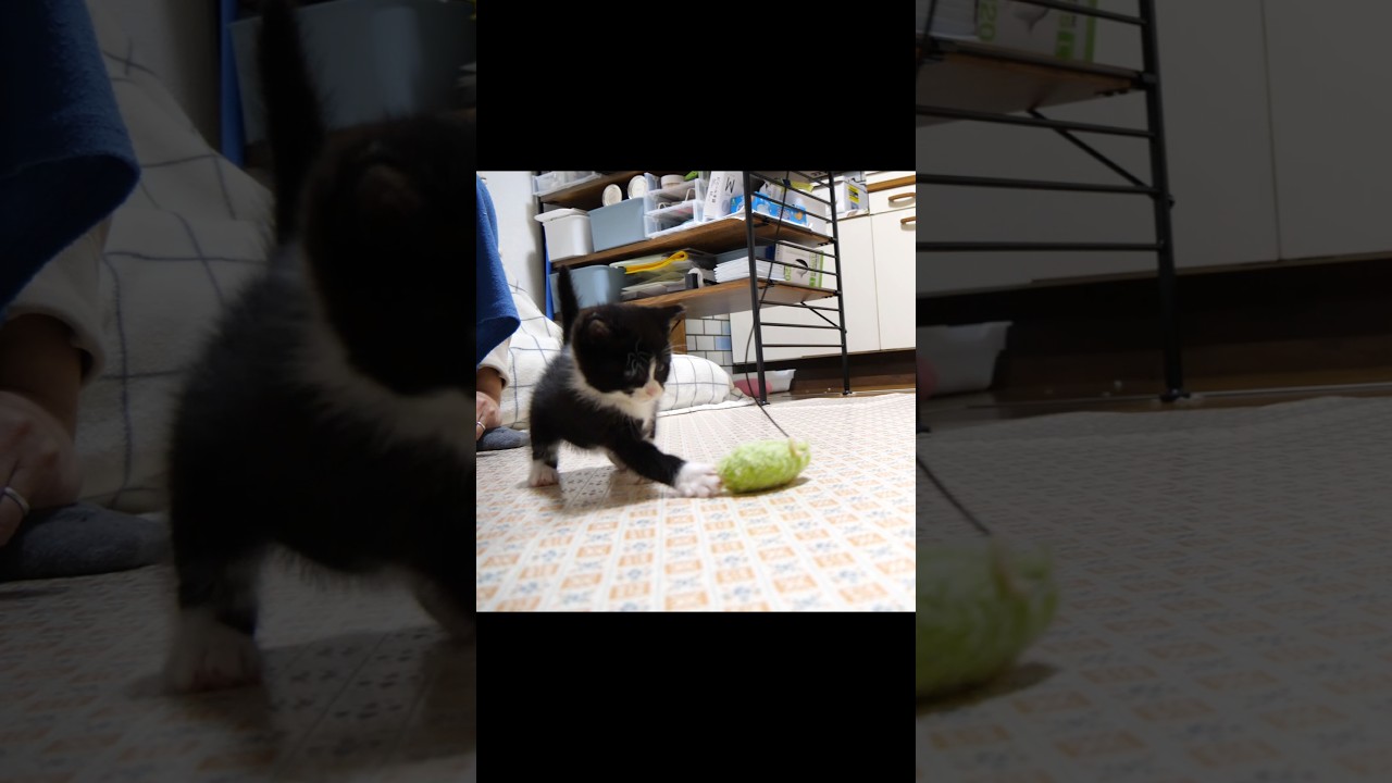 やんのかステップを覚えた子猫？#gatto #kitten #cat #meow