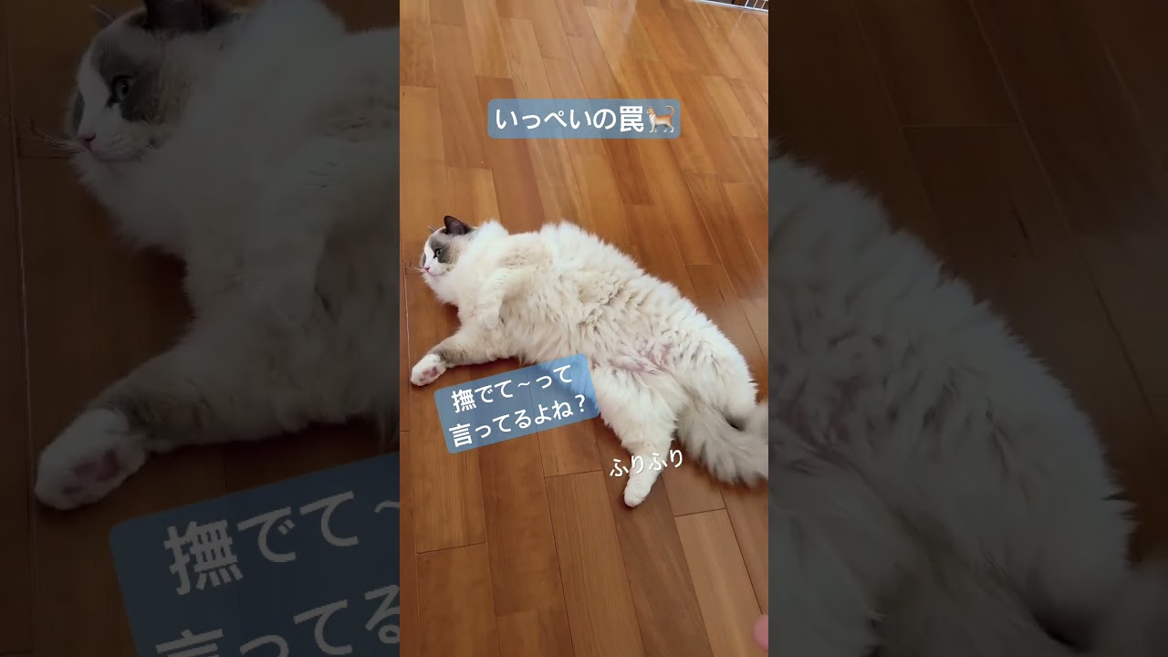 かわいい格好で母ちゃんをおびき寄せるニャ🐈　#ラグドール #いっぺいdialy #猫好きさんと繋がりたい #猫のいる暮らし