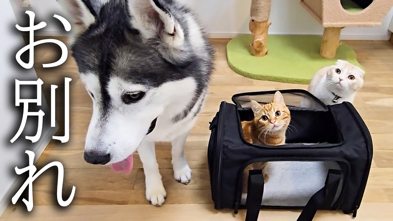 子猫の手術の為病院に向かいます...