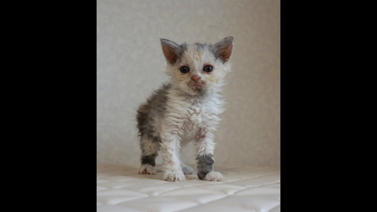 セルカークレックス子猫　Selkirk Rex　2025.4.12産まれ　ダイリュートキャリコ　巻き毛　女の子　シーダキャット猫のお店