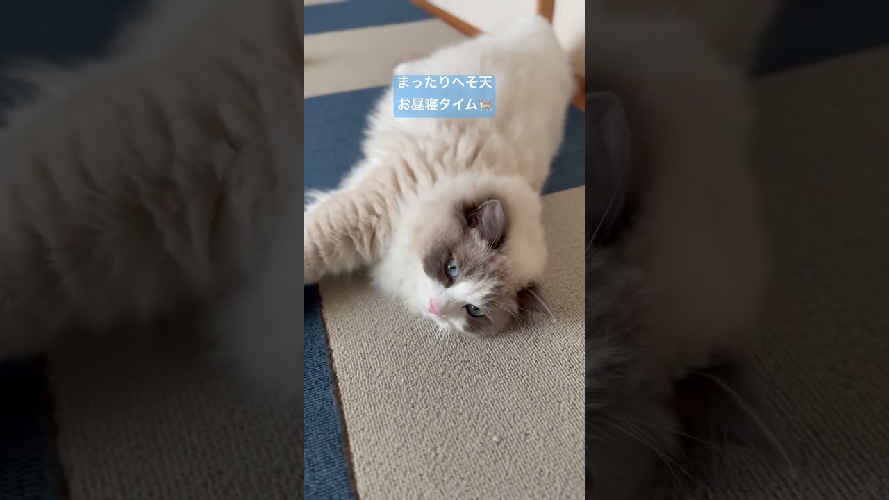 まったりごろ寝ないっぺい🐈 #ラグドール #いっぺいdialy #猫好きさんと繋がりたい