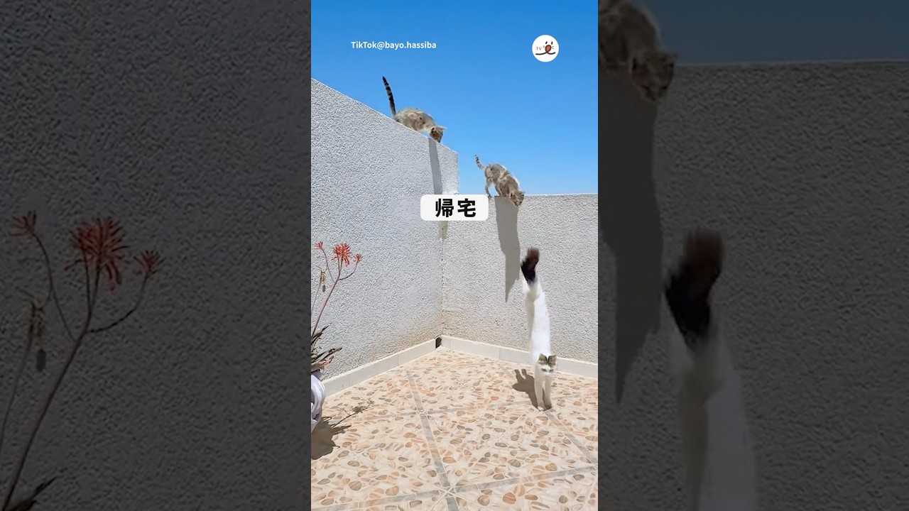猫の帰宅ラッシュ｜PECO #shorts