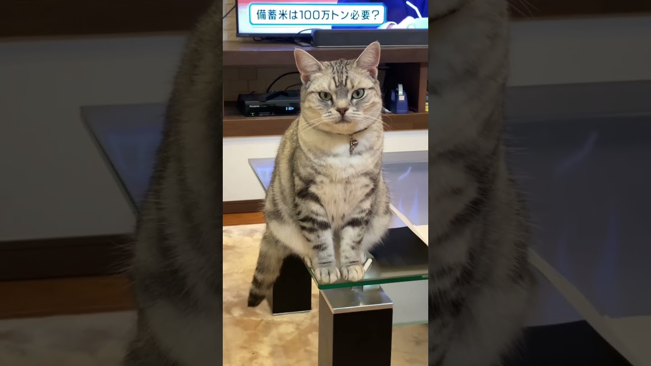 ちゅーるを求める猫ちゃんの後ろで、備蓄米は100万トン必要？#アメショ#三毛猫#元自然猫#可愛い猫動画