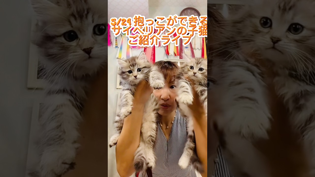 5/24 (土)抱っこができる#サイベリアン の#子猫 ご紹介ライブ😻珍しいブラックシルバー(バイメタル)の#こねこ も出演しますのでどうぞお楽しみに💖#ペットショップ