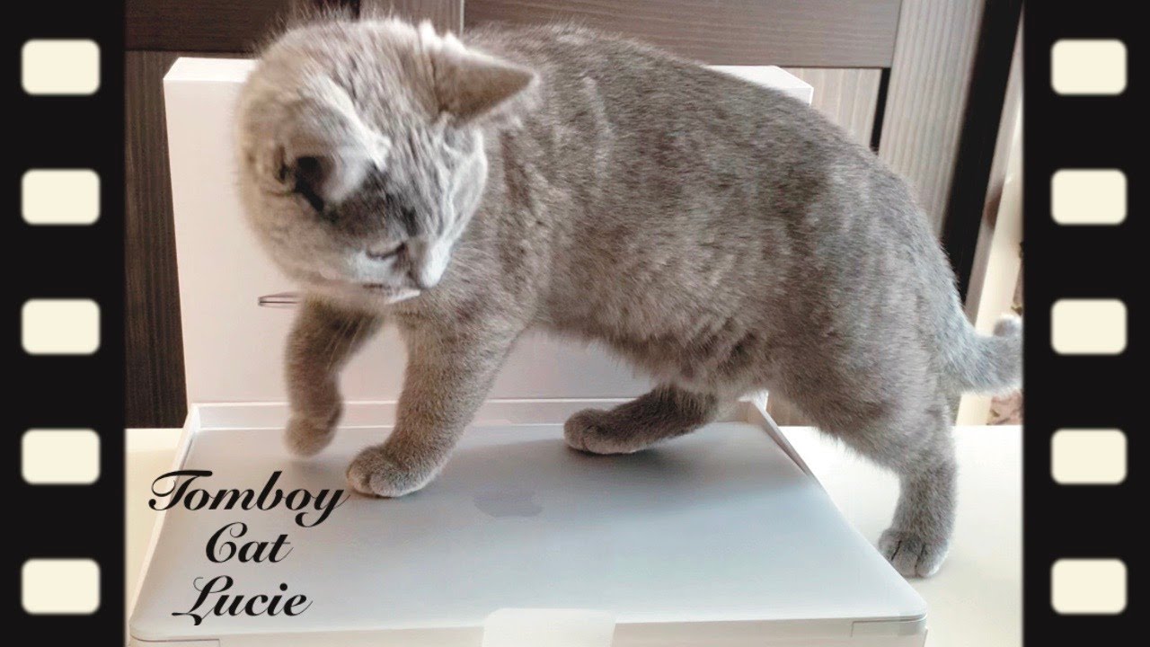 待望のMacBook Airを開封早々踏みつけるシャルトリューの子猫
