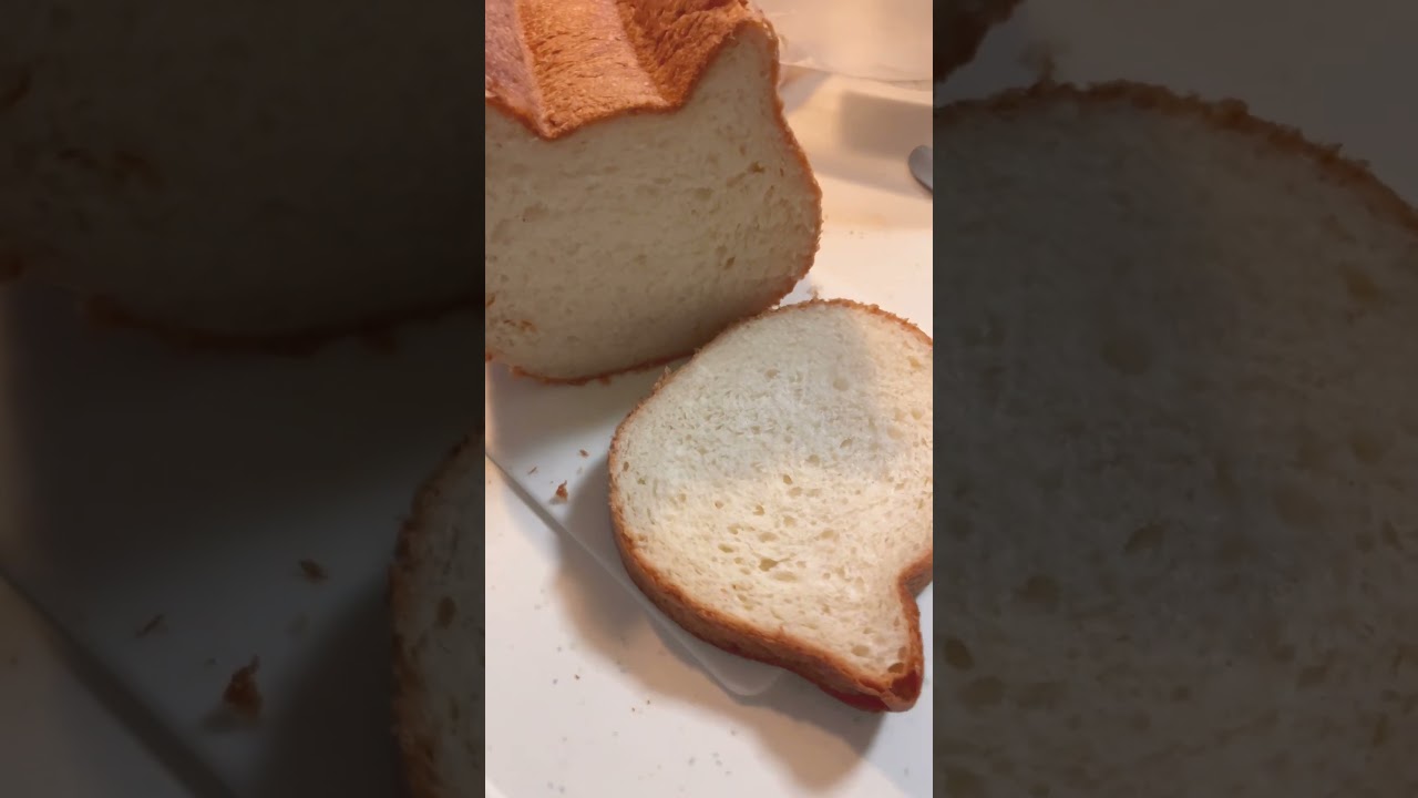 購入品😍 #猫 #cat #アメリカンショートヘア #shorts #ねこねこ食パン #猫型