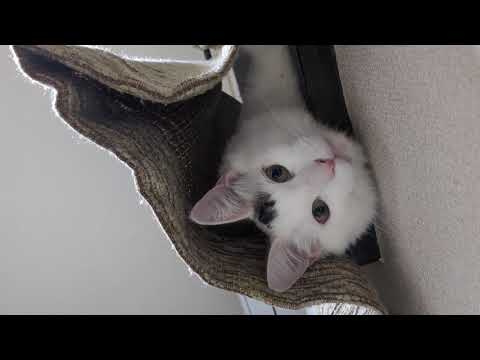 出窓から見下ろしてくる/He stares down from the bay window.#保護猫 #ターキッシュバン #Turkish Van