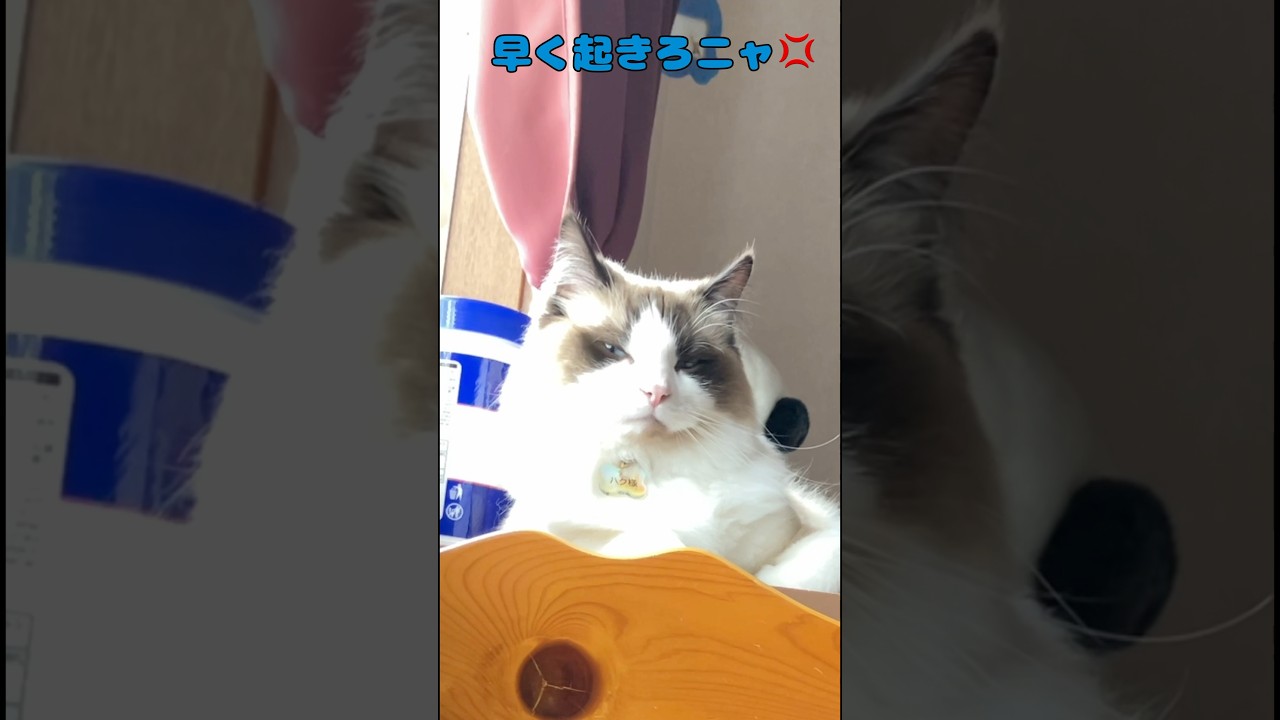 怖い目覚まし　#猫 #cat  #ラグドール