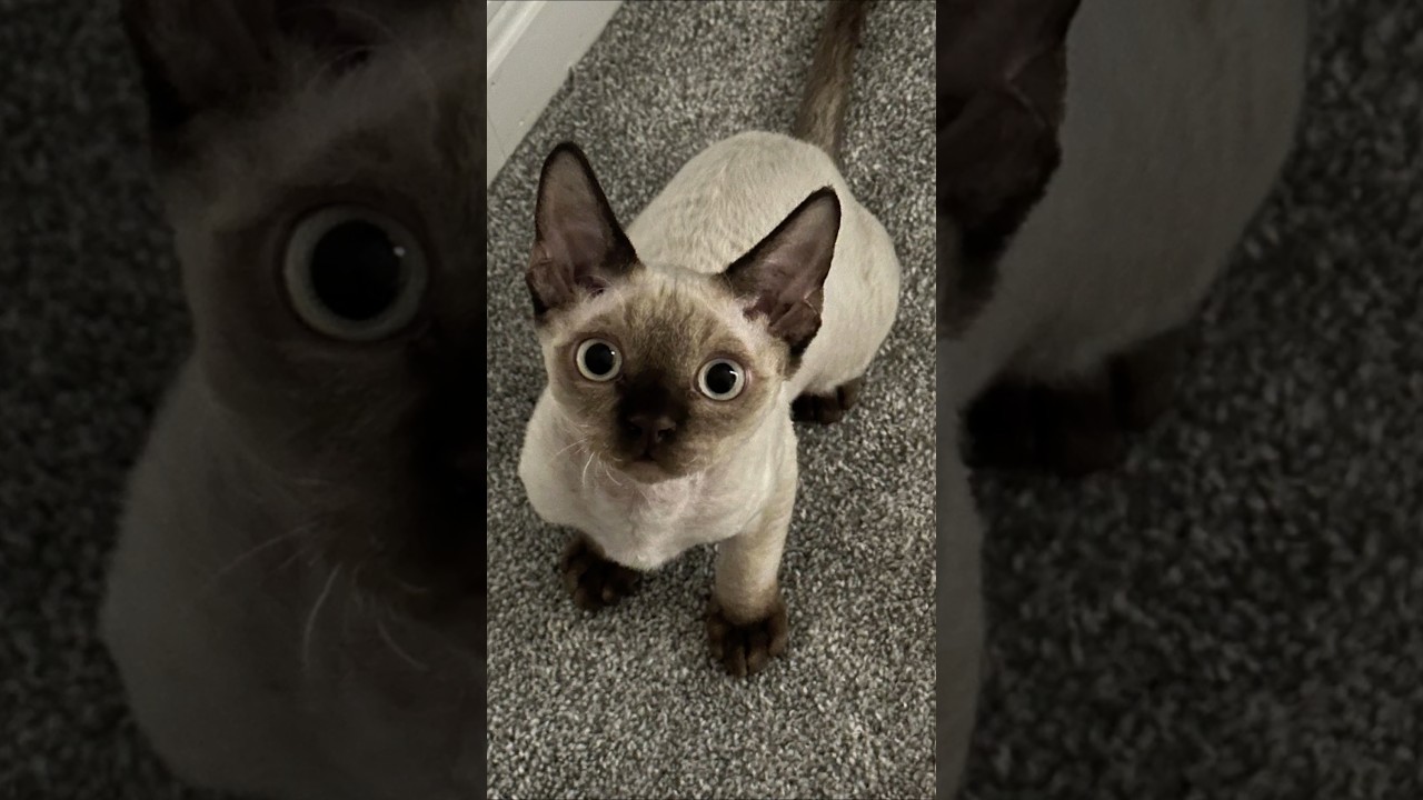 Meet the Devon Rex! ❤️❤️ #cats #cat #animals #fyp #viralvideo #viral #song