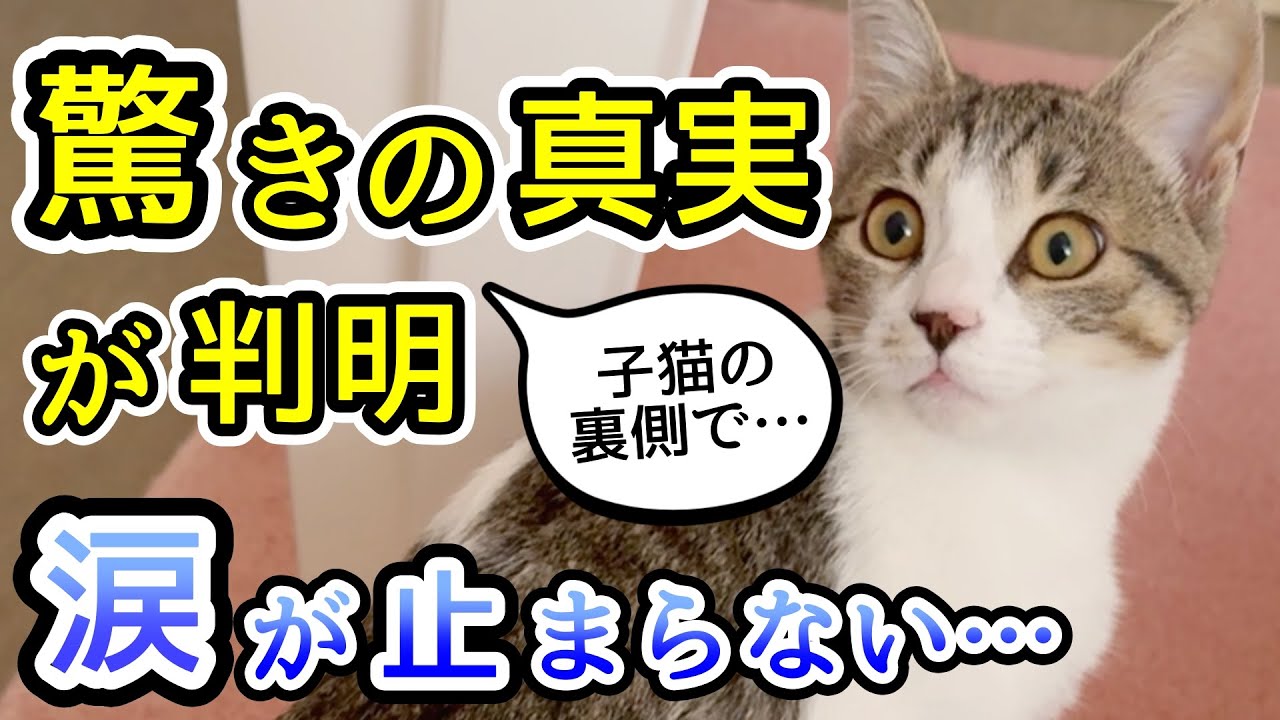 保護子猫に驚きの真実が判明しました…裏側で起きていた出来事に涙が止まらない