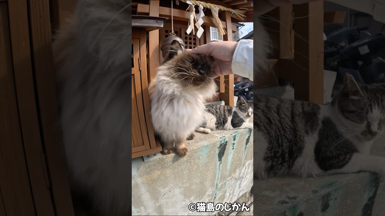 もふもふシャムが可愛い♡ #shorts #猫 #cat #cats