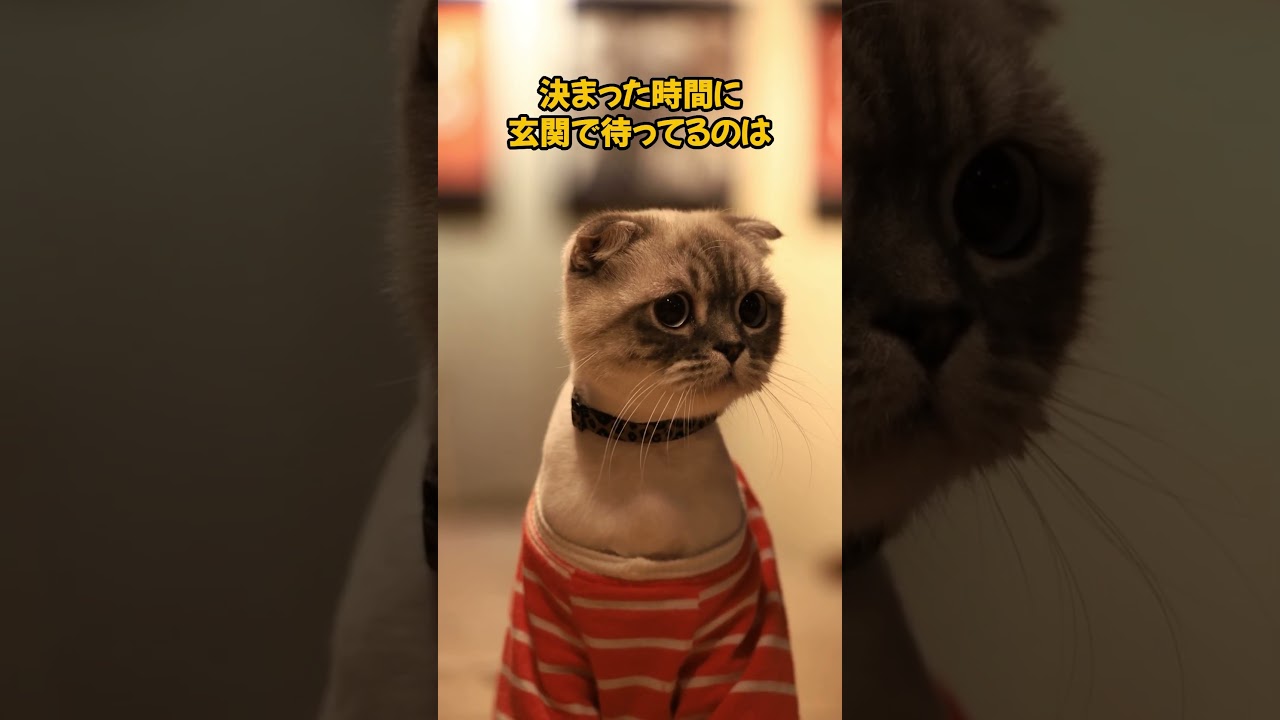 猫の行動の裏側に隠された真実5選！ #猫動画 #cat #猫のいる暮らし #猫のいる生活 #ねこのいる幸せ #ねこ大好き