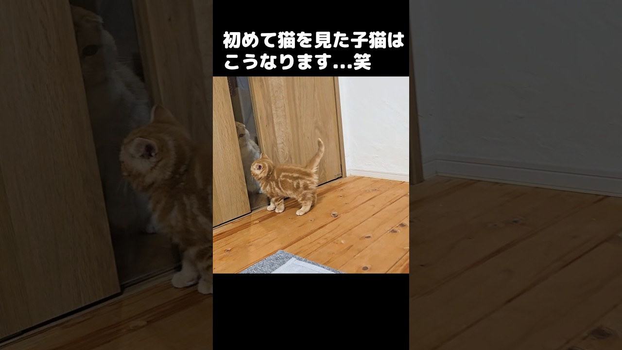 初めて猫を見た子猫はこうなります...笑 Kitten saw another cat for the first time… and THIS happened