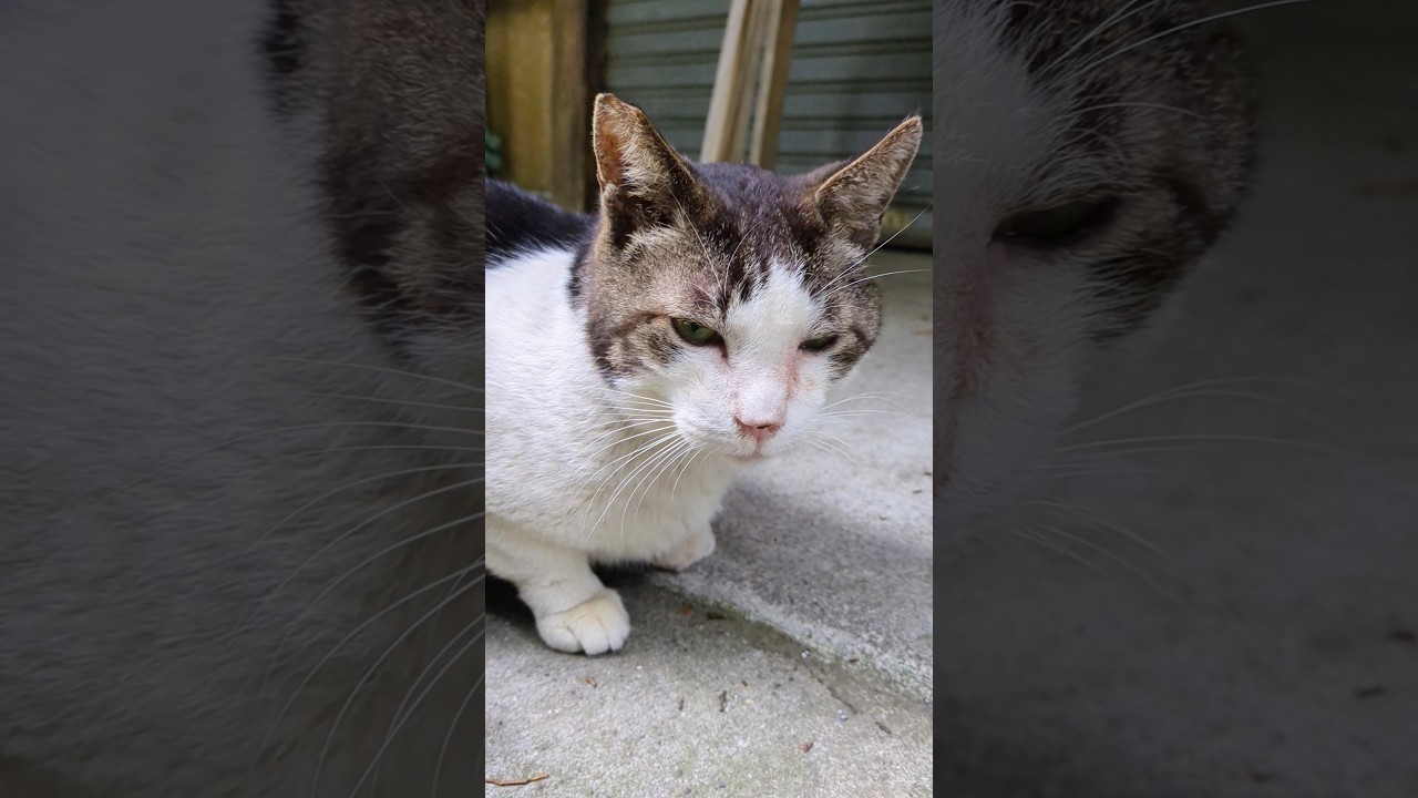 懐いた参道のねこ #cat #ねこねこ #ねこ #猫 #猫動画