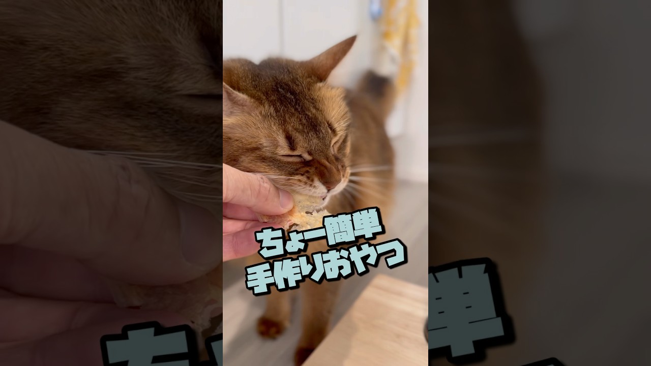 甘えた猫に手作りおやつをあげてみると