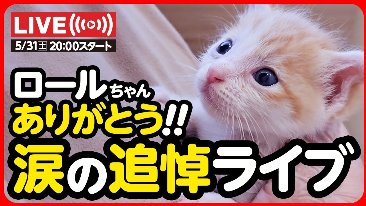 🔴【5月31日(土) 20時スタート】ロールちゃん ありがとう 涙の追悼ライブ