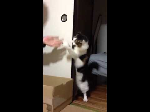 アメリカンカールのかんちゃん