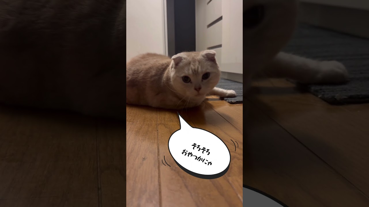 おやつ欲しい…コレ食べれる？ #cat #スコティッシュフォールド折れ耳 #短足マンチカン #short