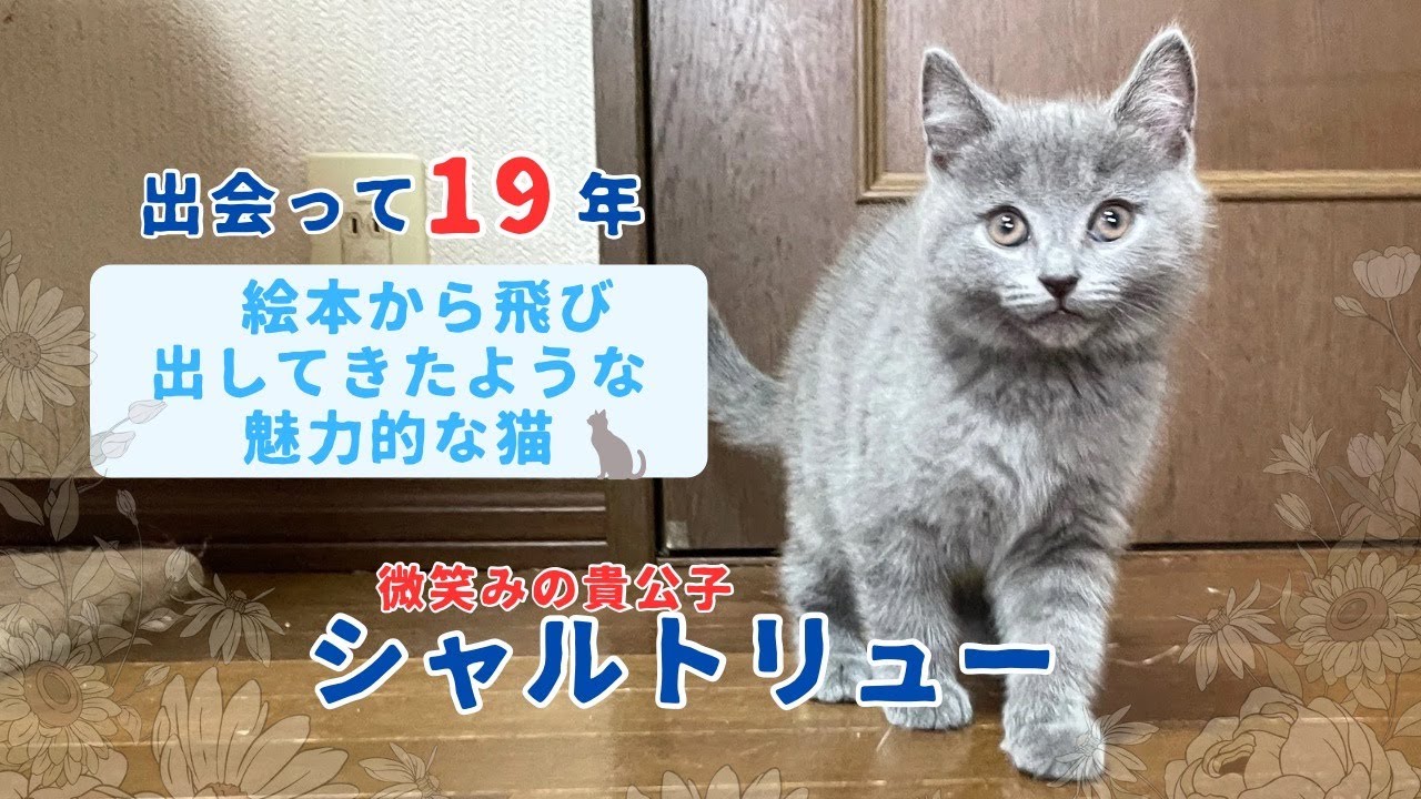 すでに『大人の猫』といった雰囲気【シャルトリュー子猫】