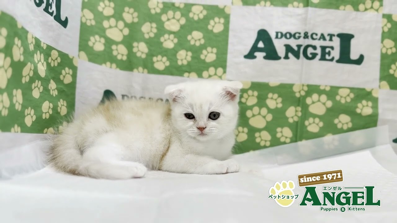 スコティッシュフォールド 2505205 【ペットショップエンゼル　子犬・子猫販売】