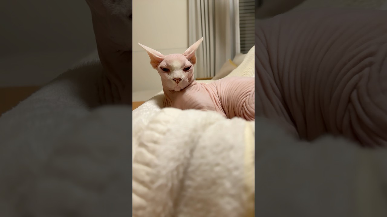 かわいいピンク色の毛のない猫【スフィンクス】