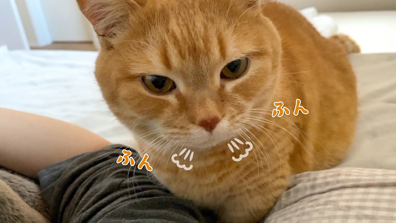 毎朝枕元にやってくる猫の鼻息が最高の目覚ましです！