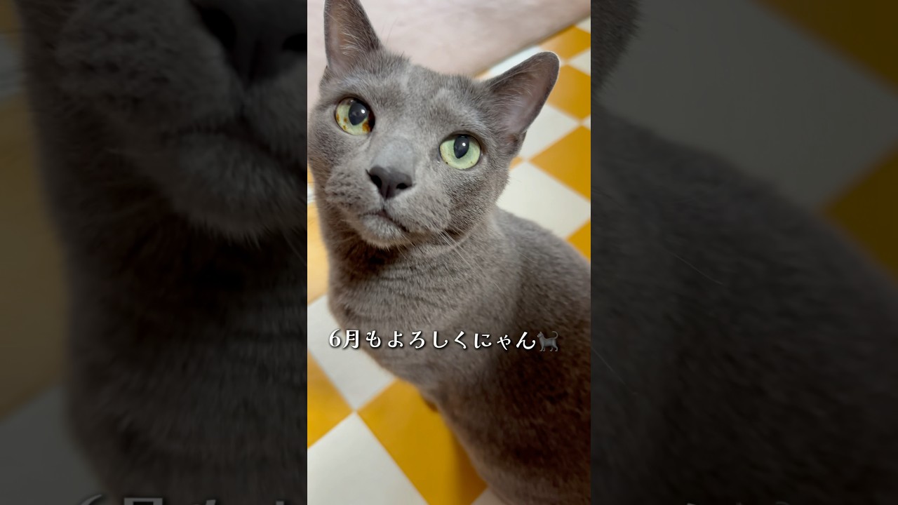 【ロシアンブルー】めろんを6月もよろしくお願いします💗🥰【猫】#shorts