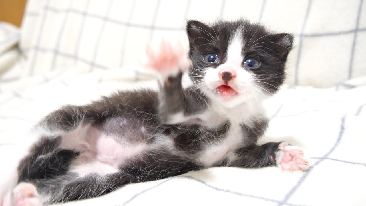 ミルクの準備をしていると、子猫が嬉しそうな顔になり、ソファーでソワソワしだす【赤ちゃん猫　保護猫】