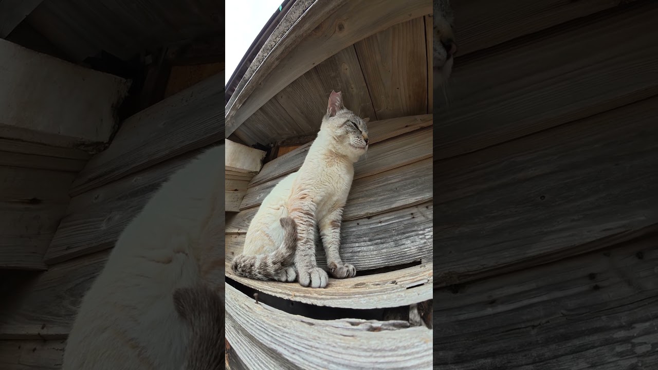 シャム猫が屋根の上から人間を見下ろす #猫 #ネコ #cat