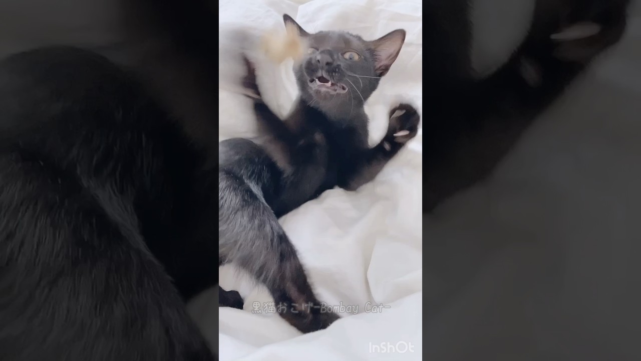 超高速パンチを繰り出す子猫　#黒猫 #ボンベイ #cat #好きな子猫 #猫のいる暮らし #ねこ #ねこのいる生活 #子猫 #bombay #猫 #猫パンチ