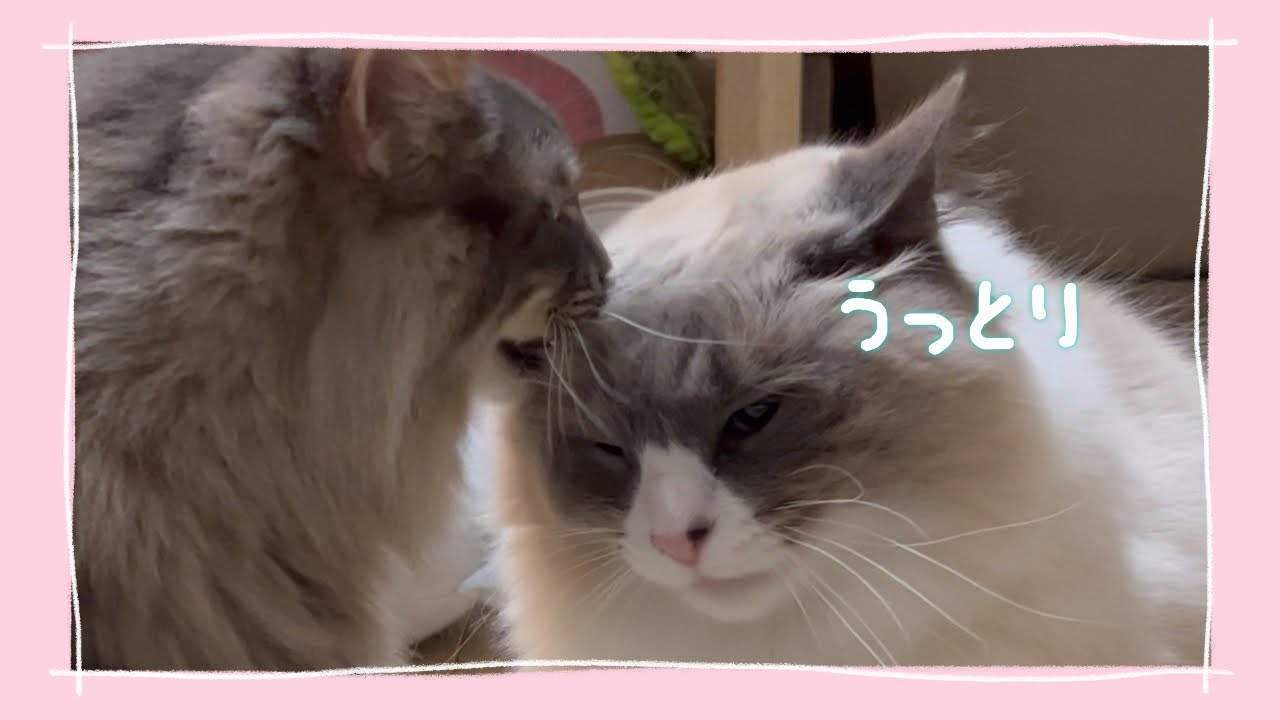 ノルウェージャン猫の「優しい対応」に癒される！ #猫動画 #ノルウェージャンフォレストキャット #サイベリアン #cat