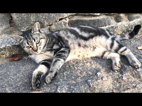 可愛い顔のアメリカンショートヘア野良猫は鳴き声も可愛いかった American shorthair with a cute cry