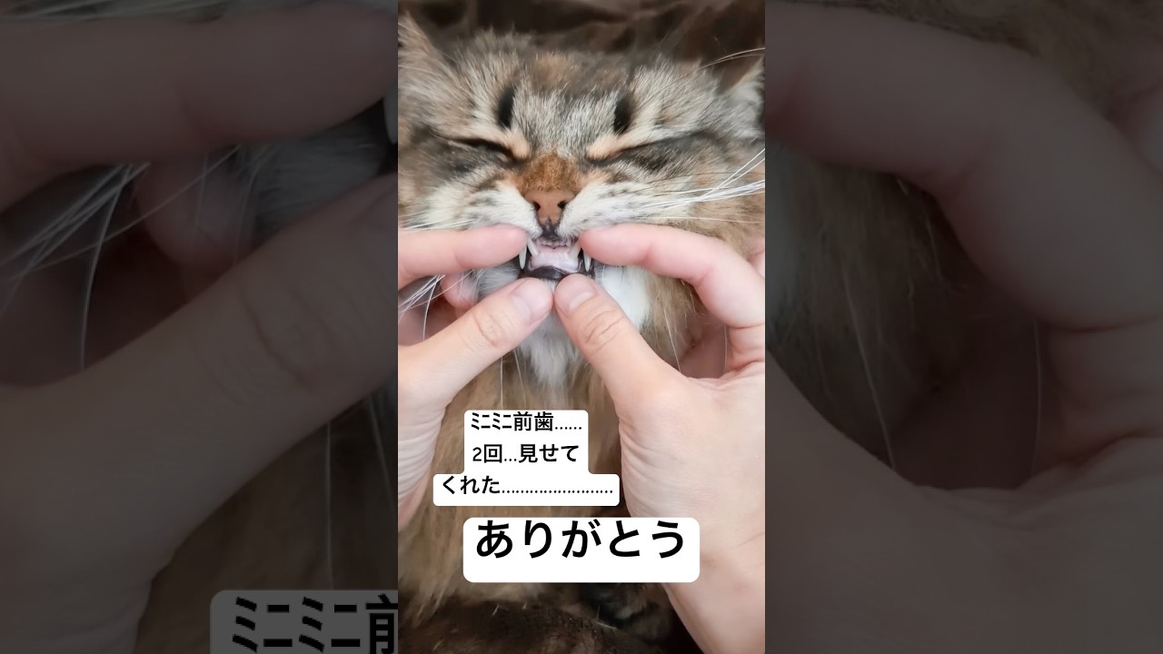 ちいさくて尊いﾐﾆﾐﾆ前歯 #猫 #サイベリアン #ミニミニ前歯