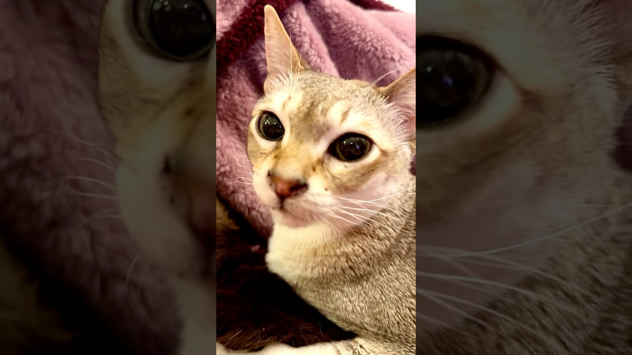 大好きなたぬき猫をぺろぺろして猫吸いもしちゃうシンガプーラなのにゃ♪ #cat #シンガプーラ #トンキニーズ#たぬき猫#singapura#tonkinese