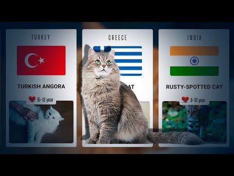 Cat Breeds From Different Сountry. Playful Cat Breeds