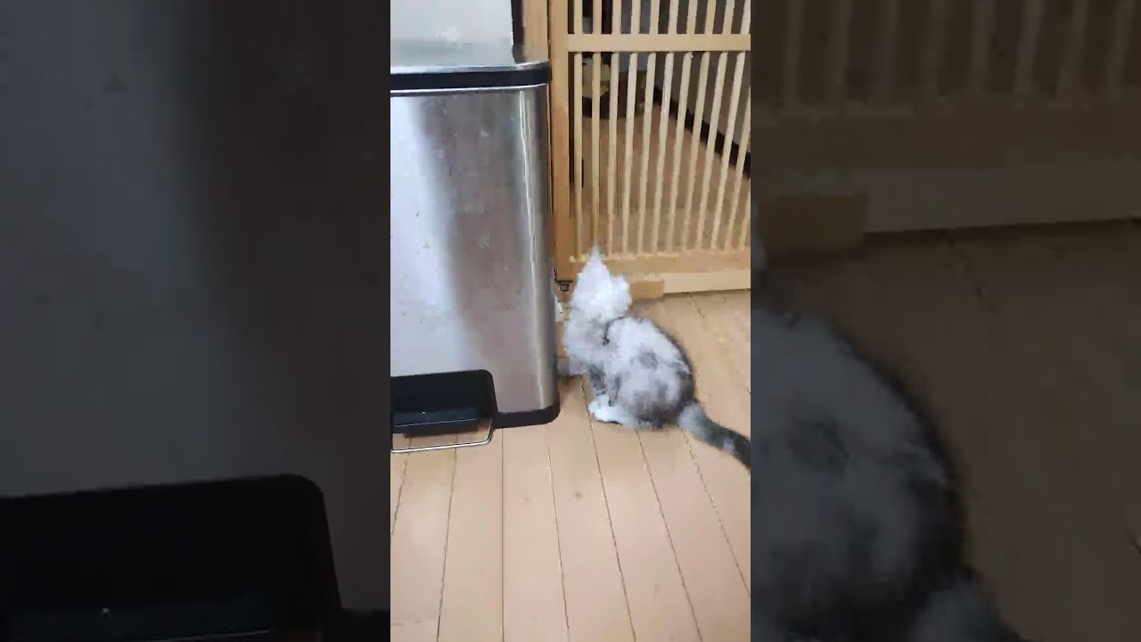 猫だけどジャジャ馬なシルバーのメインクーン３時ちゃんです♥＃メインクーン＃オノクーン＃ブリーダー＃東京＃シルバーのメインクーン