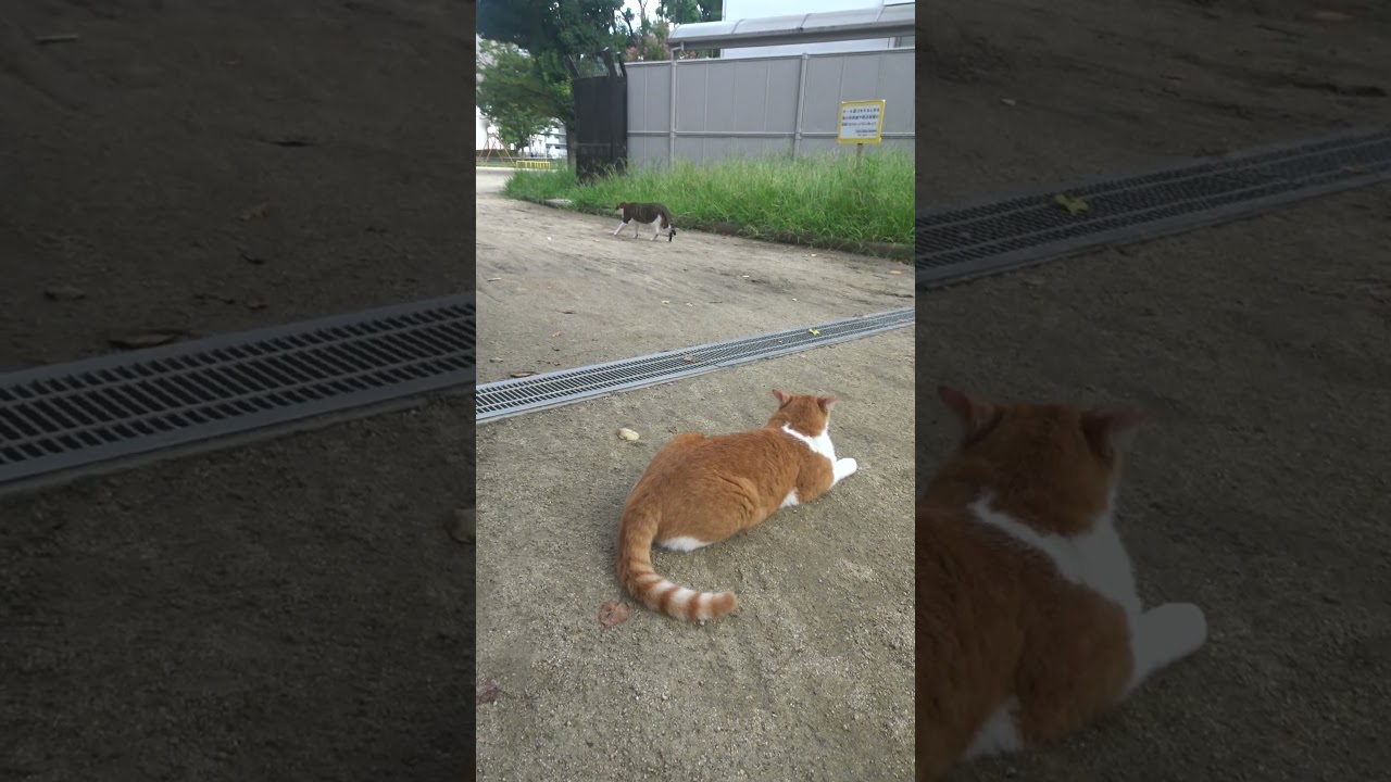 大迫力！猫の喧嘩はこうして始まる！茶白がキジ白に喧嘩を売る瞬間！😅😻　The beginning of a cat fight!😅😻　#shorts  #cat  #保護猫 #野良猫 #ネコ#喧嘩