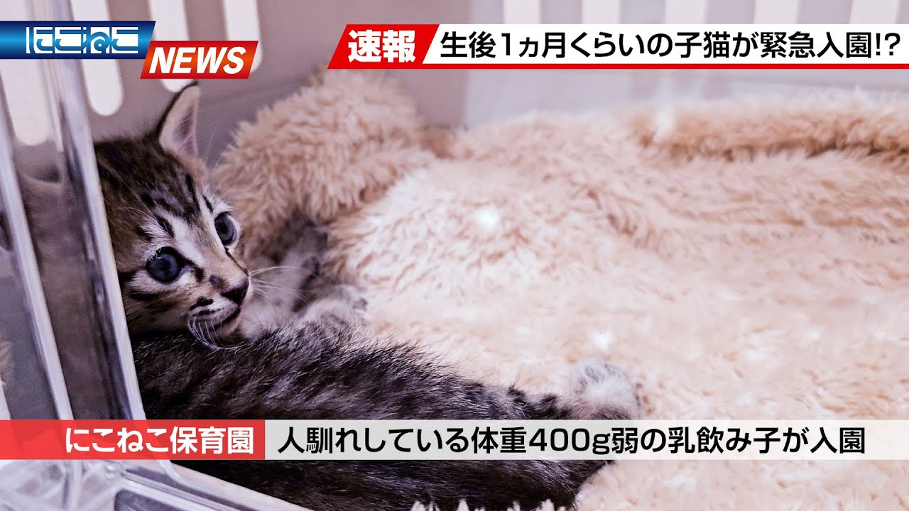 【にこねこ速報】小さなキジトラの子猫が入園しました