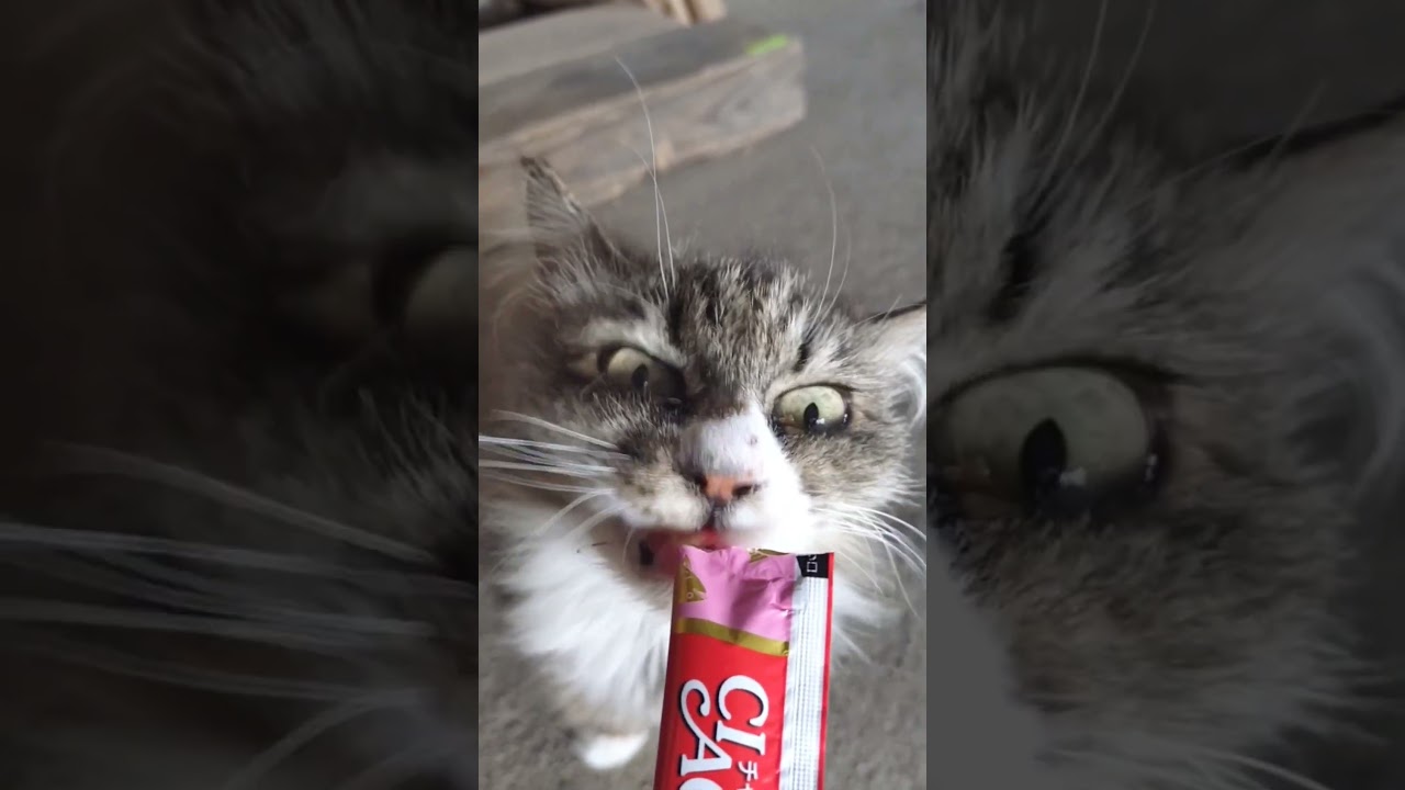 死期を悟った猫がうちにきた話