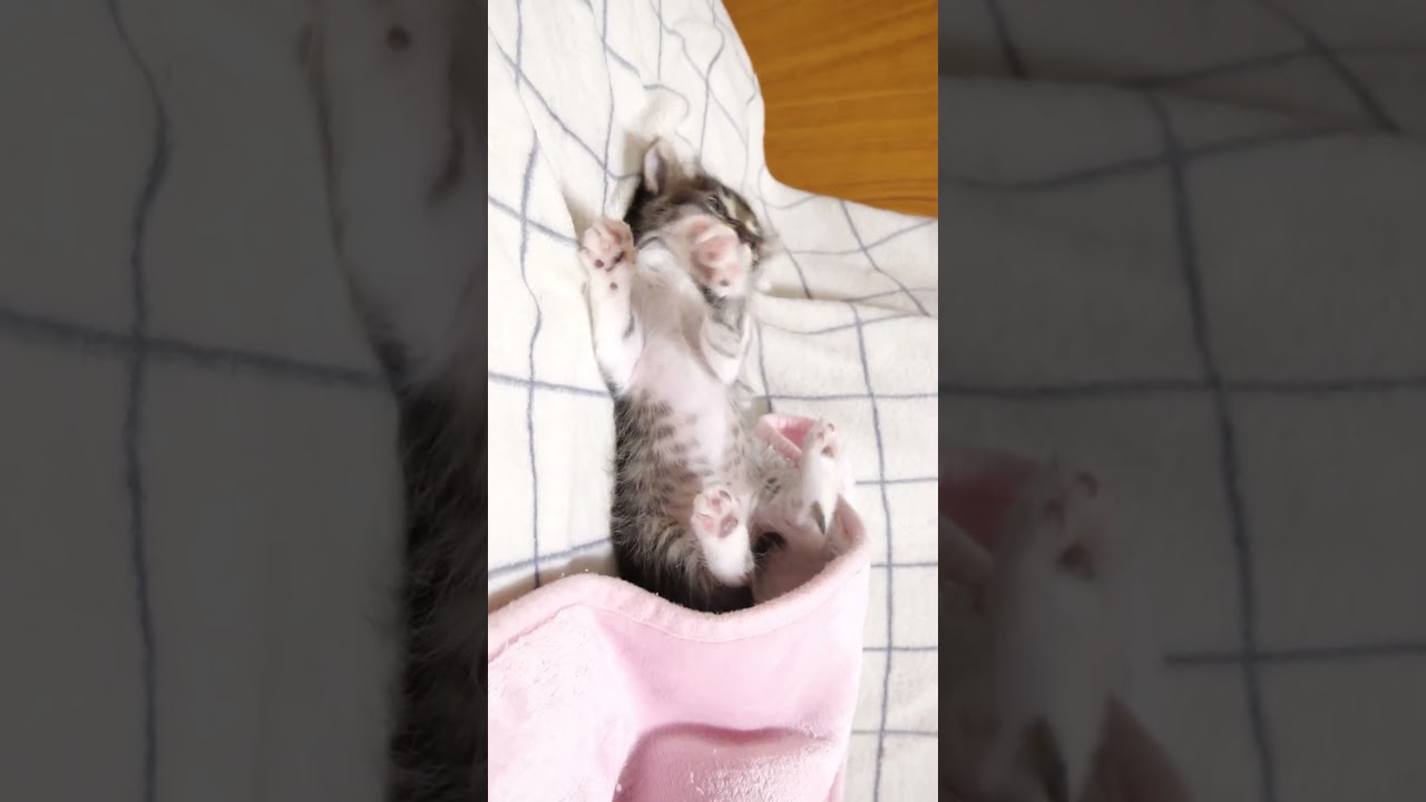 ママに毛布を掛けとおねだり子猫#gatto #kitten #meow #猫のいる暮らし