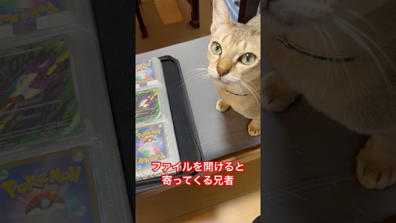 ポケカファイルに興味がある兄者#cat #猫のいる暮らし #ねこ #chat #シンガプーラ #ポケカ #猫好きさんと繋がりたい #猫好き