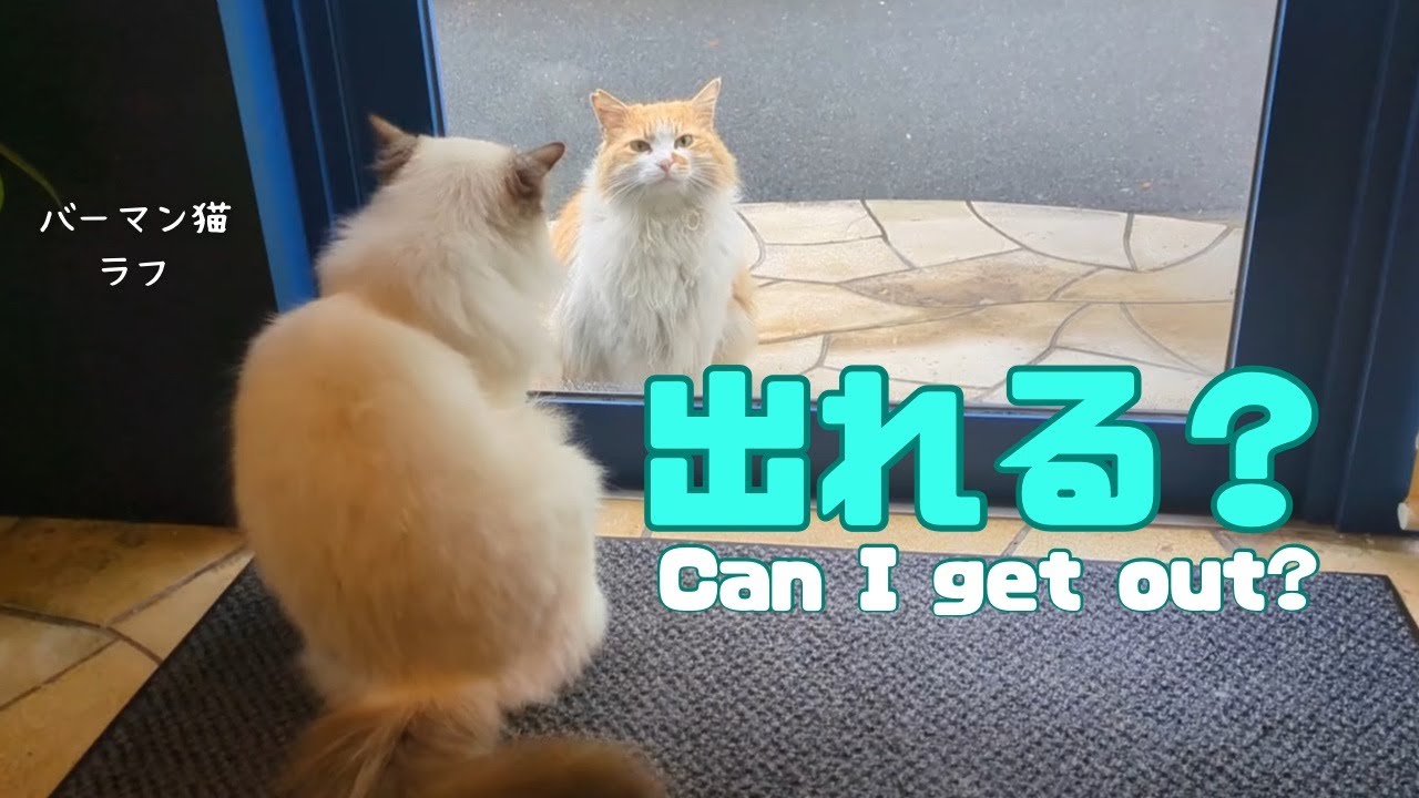 バーマン猫ラフ【出れる？】Can I get out?（バーマン猫）Birman/Cat