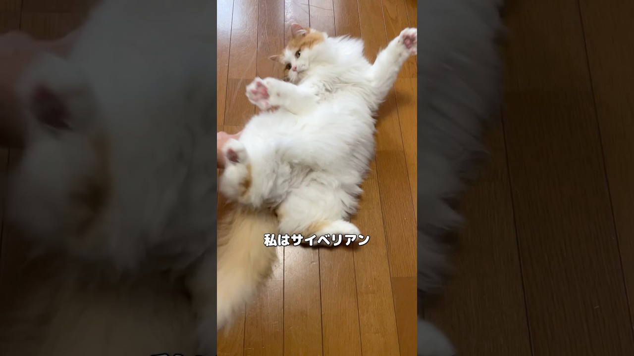 サイベリアンってどんな猫？
