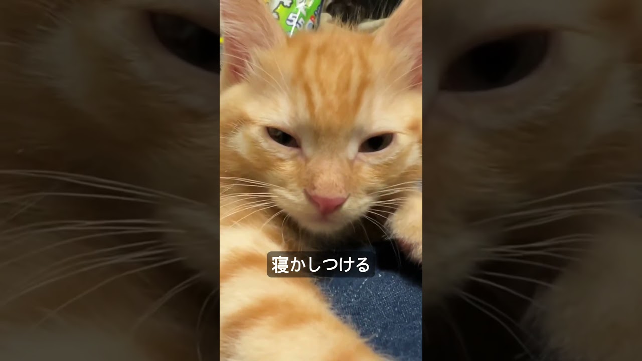 寝かしつけに抵抗する茶トラ子猫   #cat #kitten #猫 #子猫 #ねこ #こねこ #保護猫  #cute  #猫のいる暮らし #shorts